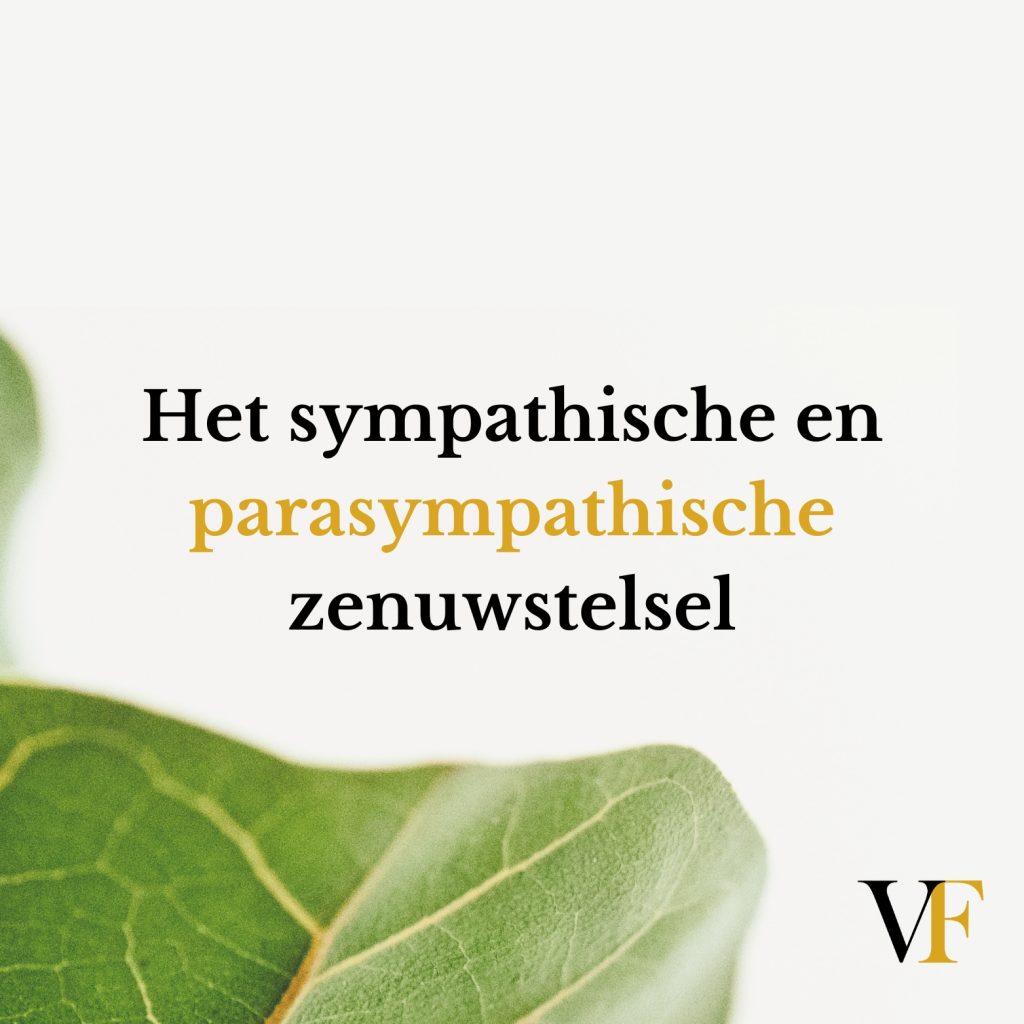 Het sympathische en parasympathische zenuwstelsel